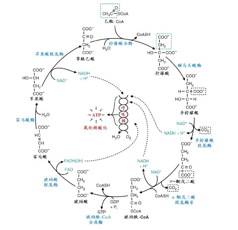 图表 4 NAD+和NADH在ATP的生产中起到关键作用