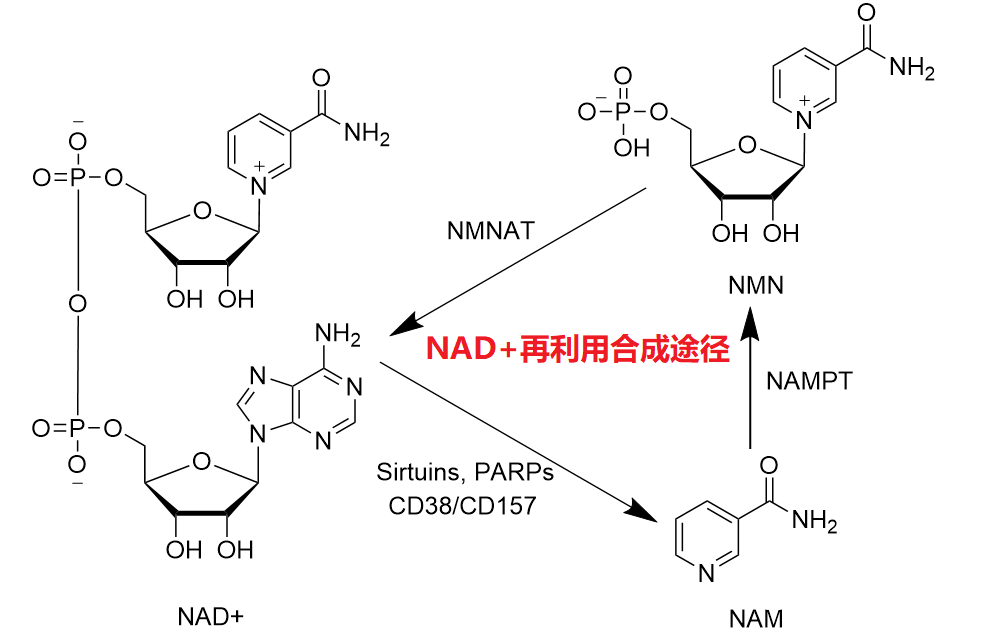 图表 8 NAD+的补救合成途径